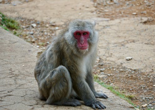 Exploring Japan's Unique Gambling Landscape: Culture, Law, and Economy